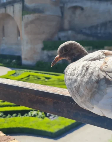 Albi ville nature, un riche patrimoine naturel