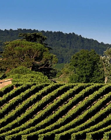 le Vignoble de Gaillac aux portes d'Albi