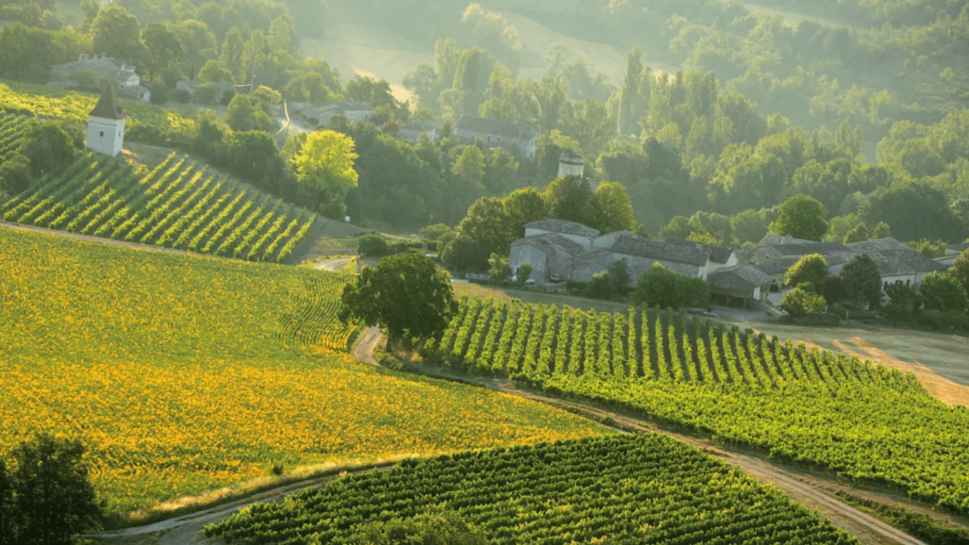 le Vignoble de Gaillac aux portes d'Albi