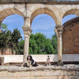 Albi un accueil Toutourisme, bienvenue aux chiens et à leurs maitres à Albi